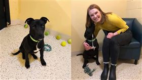 安樂死,流浪狗,收容所,獸醫,人道毀滅,甦醒,生還,狗　圖／翻攝自臉書