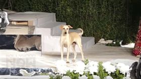 史上最呆萌亂入獸～舞台上狂追模特兒　人狗同台走秀（圖／翻攝自Bollywood Now YouTube）