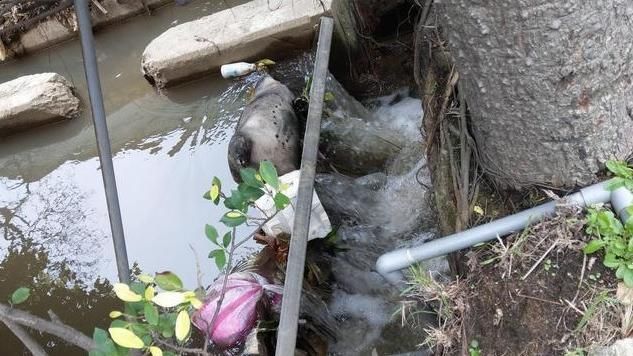 桃園驚見病死豬丟水溝！警方封鎖現場