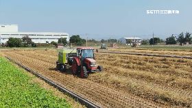 稻草捲心酥1200.
