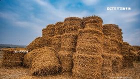 稻草捲心酥1200.