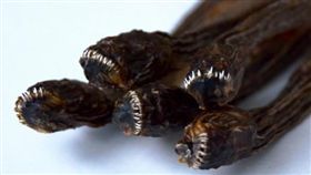 ▲隱目鰻（圖／翻攝網路）