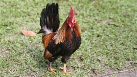 雞,基因編輯,抗流感,英國　（圖／Pixabay）