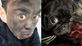 巴哥聽到「我愛你」超失落…他臉塗黑模仿　網笑：神還原（圖／翻攝自Happy Dogs臉書）