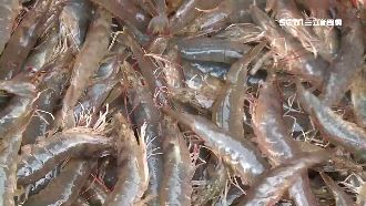 繼鮭魚之後 換南美蝦被中國檢出病毒