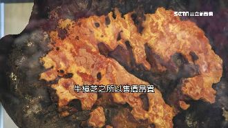 牛樟芝號稱比黃金貴　1年產值18億