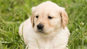 狗（示意圖／翻攝自pxhere）