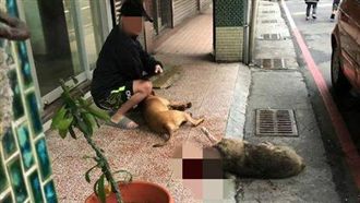 男疑放任比特犬攻擊！浪浪遭狠咬噴血