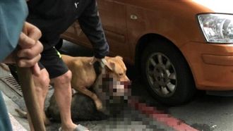 放任比特犬咬死浪浪　他遭終生禁養犬