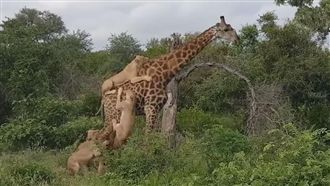 交纏4小時…長頸鹿遭6獅硬上打贏了