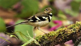 少見冬候鳥山鶺鴒  烏山頭水庫現蹤（1）少見的冬候鳥山鶺鴒在台南烏山頭水庫現蹤，由於模樣、動作可愛，連日來吸引不少鳥友拍照。（拍鳥俱樂部邱明德提供）中央社記者楊思瑞台南傳真  108年1月23日