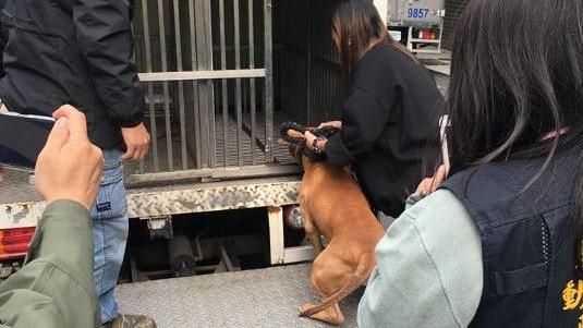 比特犬被帶走　惡飼主恐遭罰20萬元