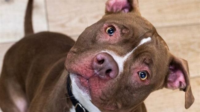 狗界戰神比特犬　專家一招讓牠變乖汪