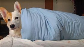 柯基。（圖／翻攝自臉書粉絲團 科基犬寶.波.福的野外探險筆記）