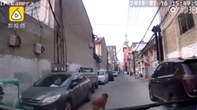 主人昏倒吐白沫…忠犬「當街攔轎」救護車帶路　影片曝光！