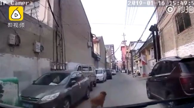 這黃金獵犬太靈！當街攔救護車救主人