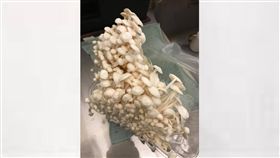 金針菇,生長,都市傳說,Costco好市多 商品經驗老實說　圖／翻攝自臉書Costco好市多 商品經驗老實說
