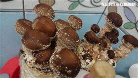 台灣農業突破！香菇太空包忘帶下車　菇農驚：成品價翻3倍
圖／香菇哥楊先生授權提供