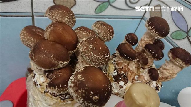 為何香菇比木耳貴？內行揭關鍵差異