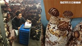 台灣農業突破！香菇太空包忘帶下車　菇農驚：成品價翻3倍 圖／香菇哥楊先生授權提供