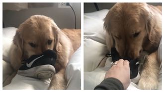 超萌黃金「愛聞這味」　網笑：傻女孩