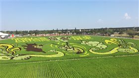 屏東熱博彩稻亮相每年春節期間舉辦的屏東熱帶農業博覽會將從29日到2月17日舉辦，最受歡迎的彩稻田，今年圖案是「2019台灣燈會在屏東」及由魯凱族藝術家杜寒菘設計的雙豬點燈及百步蛇圖騰，24日亮相。中央社記者郭芷瑄攝  108年1月24日