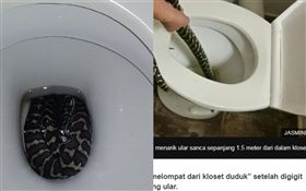 地毯蟒蛇,馬桶,蛇吻,澳洲　（合成圖／左：微博；右：BBC）