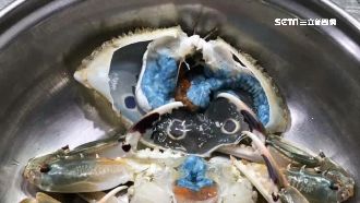 「阿凡達」三點蟹！腹呈鮮藍色引熱議