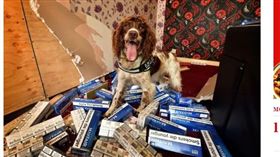 （圖／翻攝自The Telegraph）英國,緝毒犬,黑幫,懸賞,狗頭