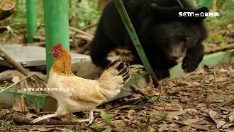 小黑熊野放前訓練　弱雞變「熊麻雞」