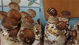 爆料公社,香菇,花菇,龜裂,車上,菇農,農業,突破,　圖／翻攝自爆料公社臉書