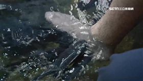 新奇！有觸電的感覺　台灣鯛幫你吃腳腳「馬殺雞」