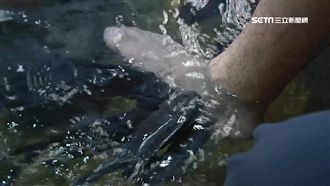 新奇！超大「溫泉魚」幫你吃腳腳