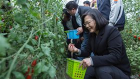 蔡英文總統26日到嘉義縣和青農們交換對農業政策的想法，同時也進蕃茄園採蕃茄。（圖／翻攝蔡英文臉書）