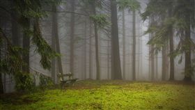 森林王子,迪士尼,失蹤,熊,陪伴,美國,零度,雨,森林　圖／翻攝自Pixabay https://goo.gl/obMYMz