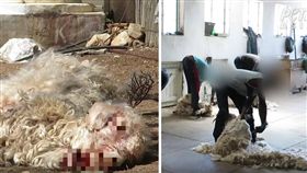 一件溫暖毛衣的背後，都有一隻動物付出的殘酷代價！南非是全球最大「馬海毛」的產地，善待動物組織（PETA）直擊工人剪安哥拉山羊的馬海毛，發現工人們為了快速取得毛，常常抓著山羊犄角和後腿拖行、用尖銳器具刺進山羊耳朵，甚至割喉扭斷山羊的頭顱。（圖／翻攝自YouTube《PETA》）