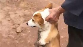 調皮！玩泥巴被阿公拎走　柯基下一秒「奧嘟嘟」：還沒玩夠　（圖／翻攝自臉書Corgi）