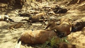 澳洲熱浪野馬群渴死（圖／翻攝Alice Springs Community Forum臉書）