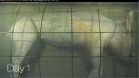 300米深海沉豬屍 千萬海蝨狂噬嚇走鯊魚
圖／翻攝自YT，VENUS Coastal Network頻道