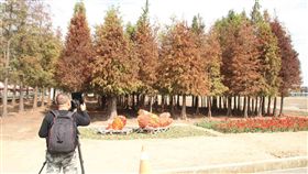台南氣溫降　催紅落羽松林吸遊客（1）台南地區近日出現入冬以來較明顯的低溫，位於六甲區的落羽松林樹葉慢慢轉紅，吸引遊客前往取景拍照。中央社記者楊思瑞攝　108年1月27日