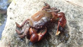 剛毛假方蟹花蓮加塱溪現蹤林務局花蓮林區管理處在豐濱鄉新社村的加塱溪發現剛毛假方蟹棲息，牠的生活史與海洋關係十分密切，也是一種適合部落參與了解溪流健康的生態指標物種。（花蓮林區管理處提供）中央社記者李先鳳傳真　108年1月27日