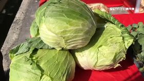 高麗菜保購1200