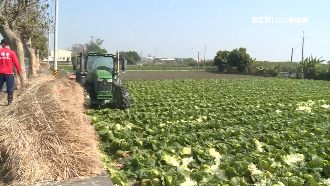農委會出招！推登記保障收入制救菜價