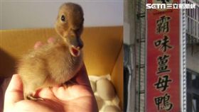 孵出小鴨。（圖／Cyril Chiu提供、翻攝網路）