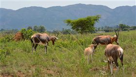 ▲在南非外出時常可見野生動物。（圖／王日昇提供）