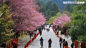 賞櫻,武陵農場,阿里山,九族文化村,馬告生態園區,櫻花,雄獅