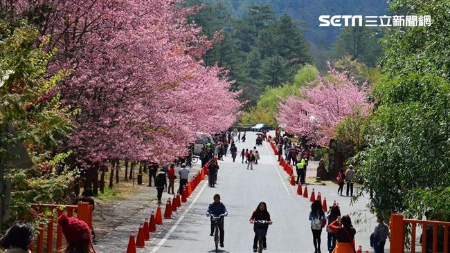 免出國！這樣就能在台灣暢遊賞櫻熱點