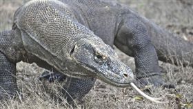 科摩多龍（圖／翻攝自百度）