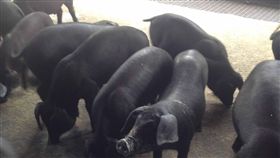 廚餘轉飼料申請倒數　屏府籲豬農動作快（1）防範非洲豬瘟，農委會補助廚餘養豬業者轉用飼料，申請截止期限到31日，屏東縣政府農業處28日呼籲，有意願轉型但還沒提出申請的養豬戶，趕快提出申請。（豬農提供）中央社記者郭芷瑄傳真　108年1月28日