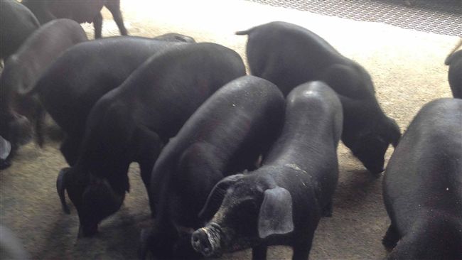 廚餘轉飼料申請倒數　籲豬農動作要快